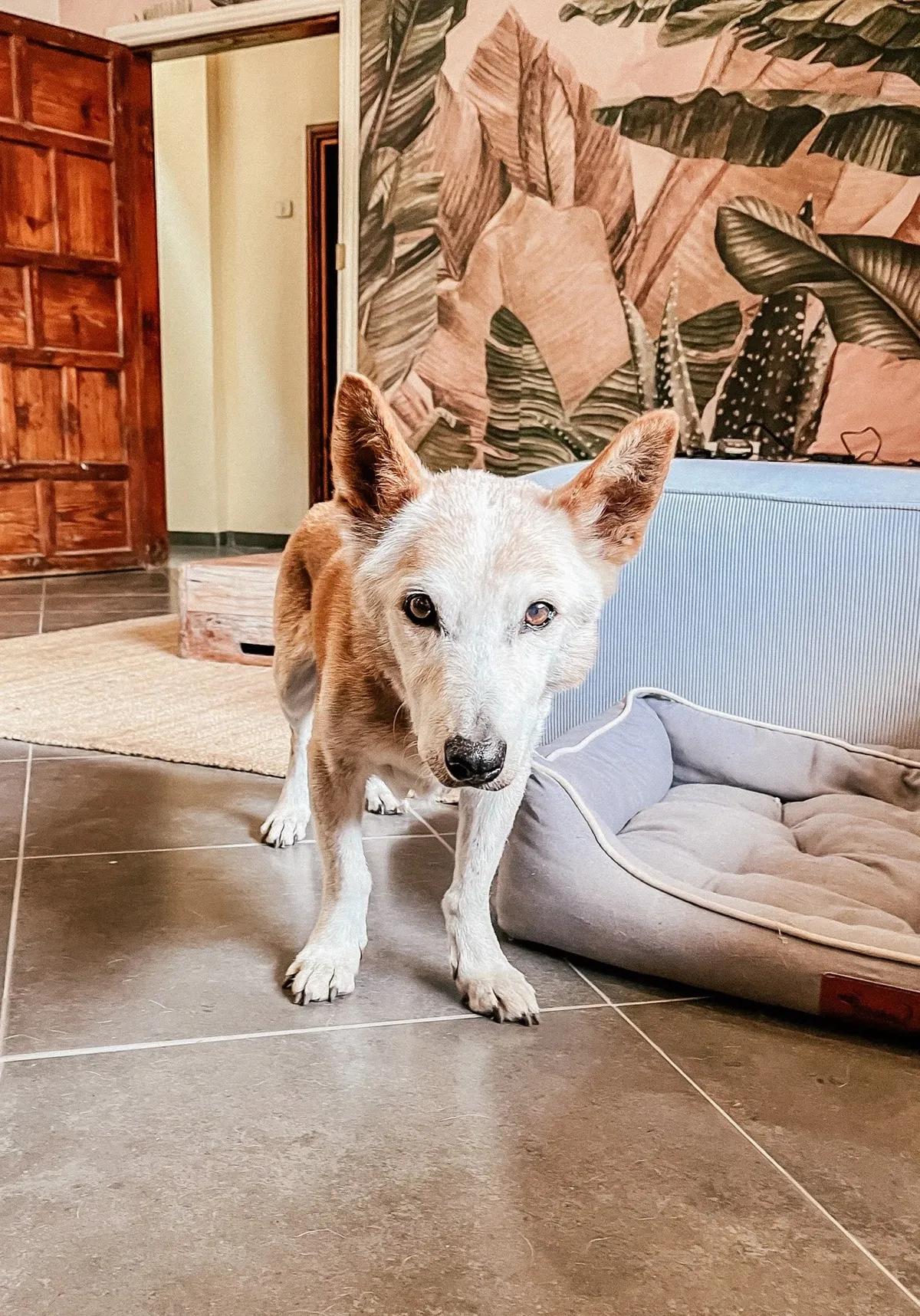 Nine Coliving - Historic Canarian Mansion in La Orotava, Tenerife - Image 12