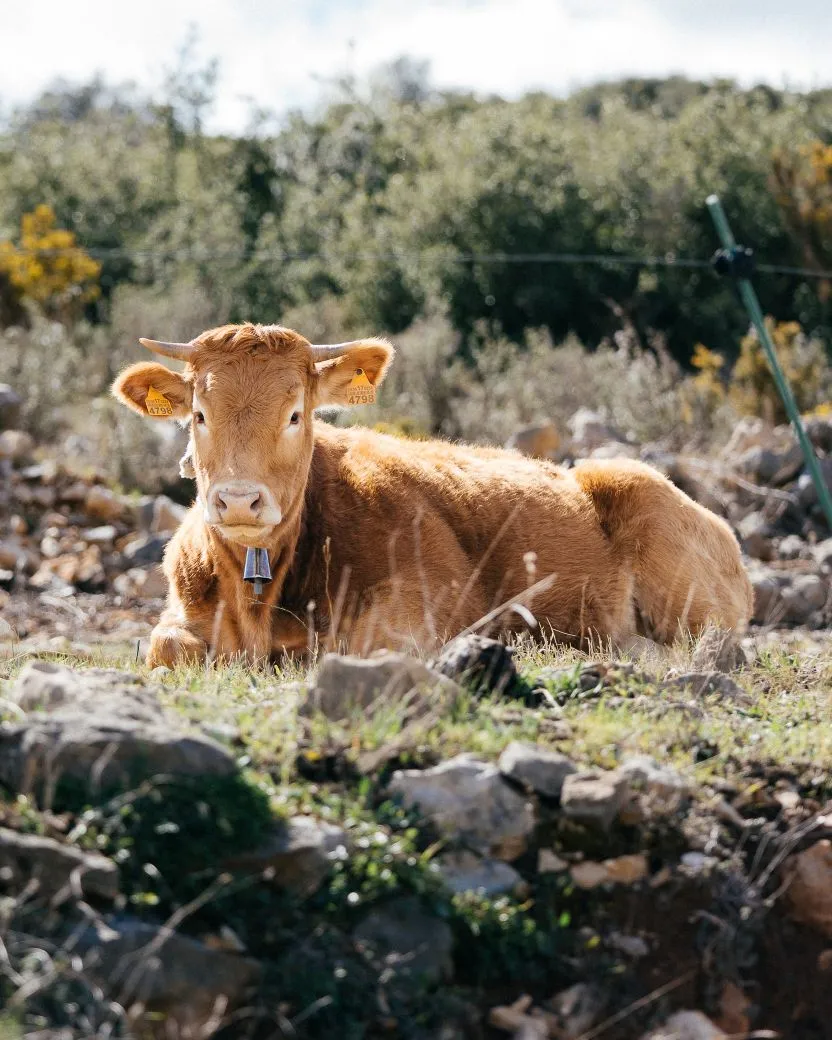 Ruralco Coliving - Your Natural Escape in Rural Spain - Image 2