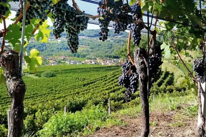 CoLoft Tuscany - Serene Coworking & Coliving in the Tuscan Hills - Image 6