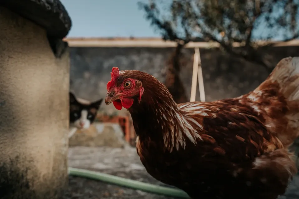 Vivenda Felicidade - Regenerative Coliving Farm in Sintra - Image 15